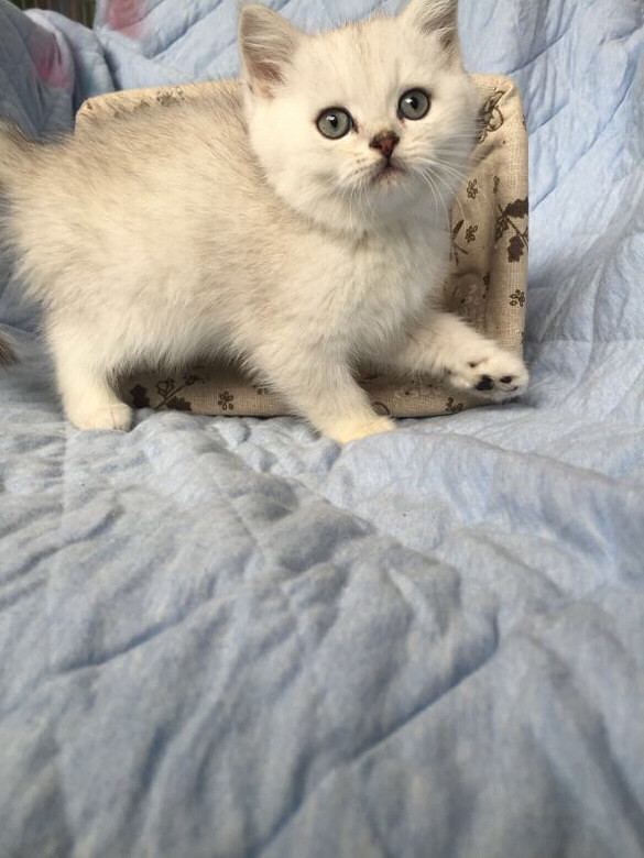 �������Ǳ�������ϲ����������ˣ�˭������