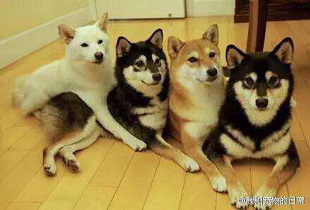 ��4ֻ���������㣬�����ʲô