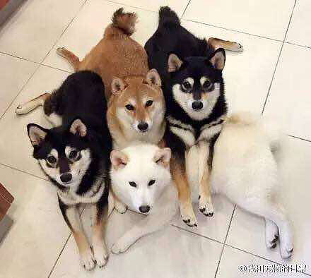 ��4ֻ���������㣬�����ʲô