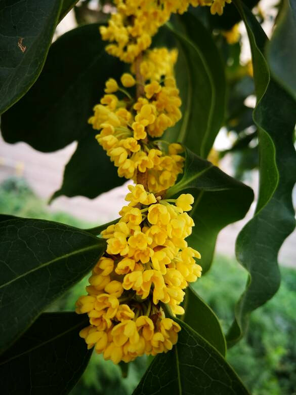 �̳Ǵ������㡣