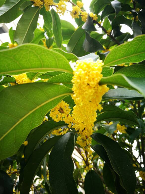 �̳Ǵ������㡣