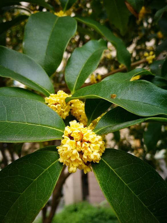 �̳Ǵ������㡣