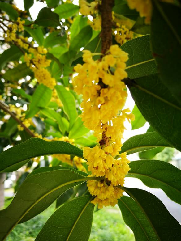 �̳Ǵ������㡣