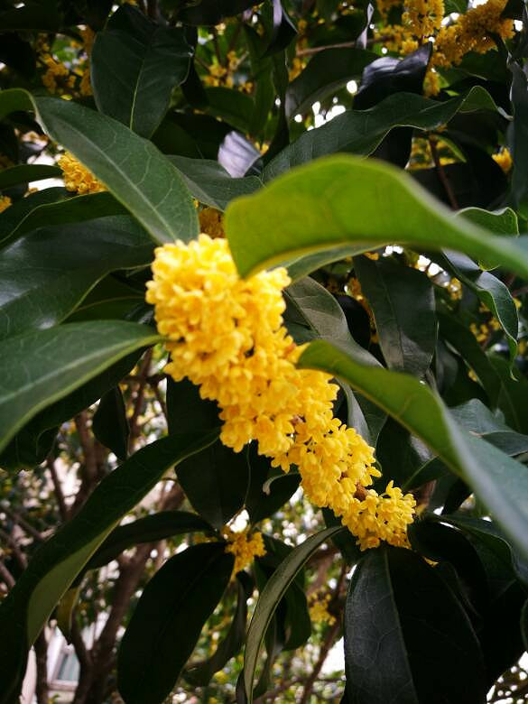 �̳Ǵ������㡣