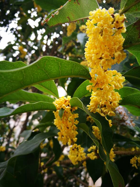 �̳Ǵ������㡣