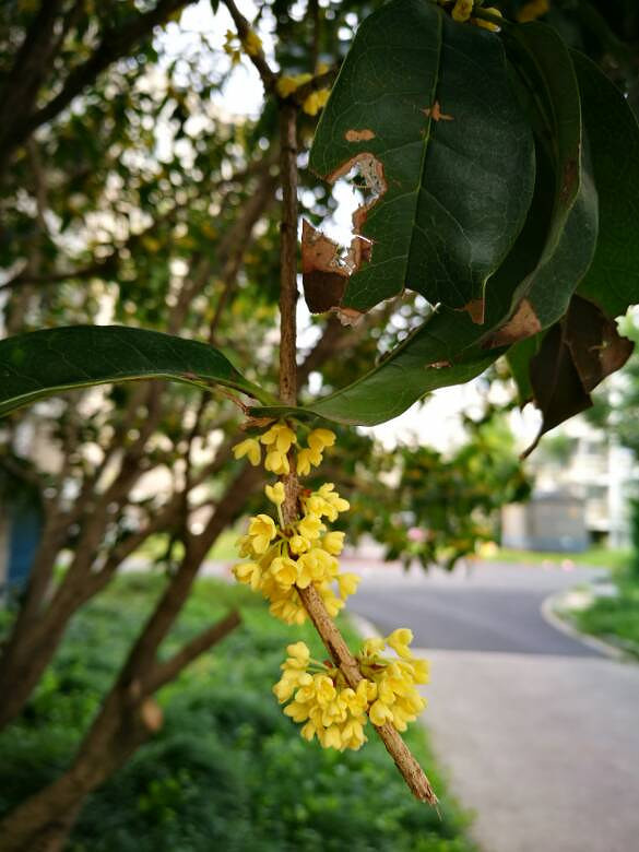 �̳Ǵ������㡣