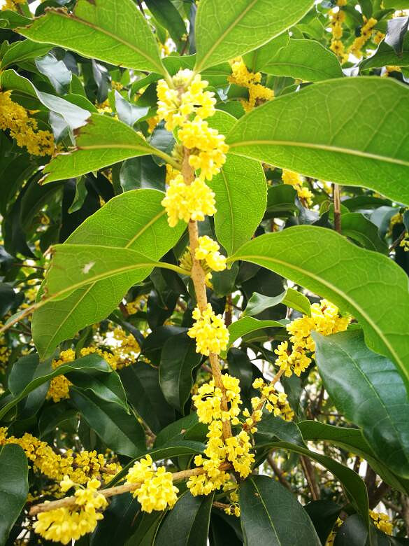 �̳Ǵ������㡣