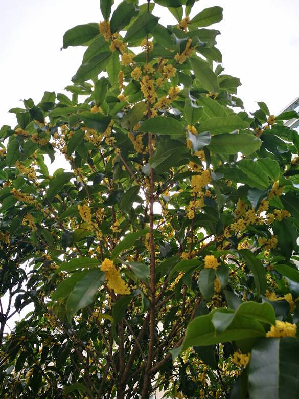 �̳Ǵ������㡣