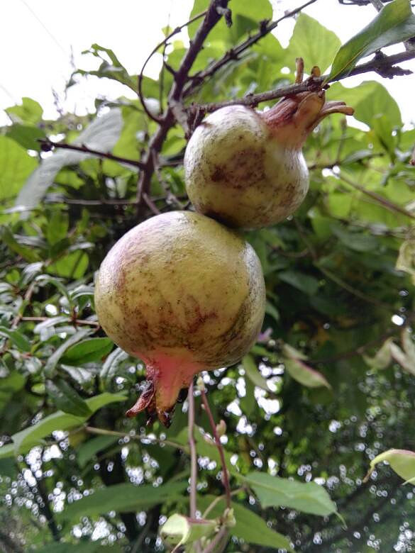 �ϱ����ز�