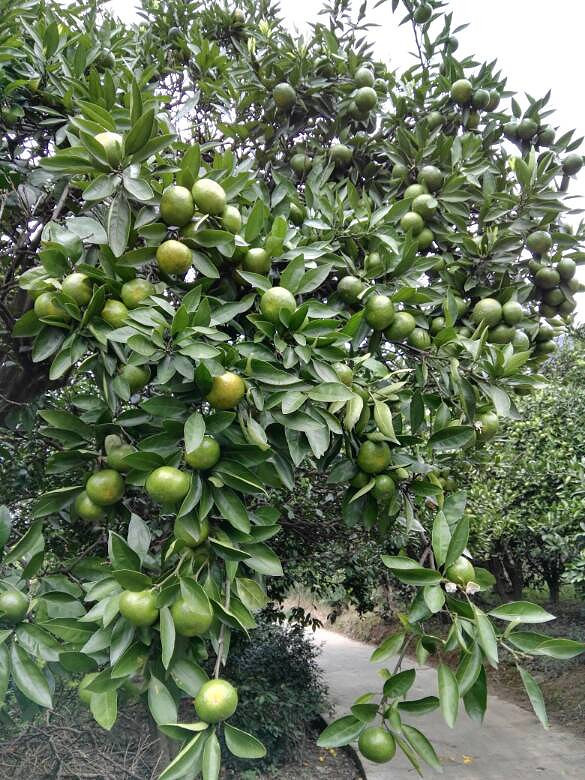 �ϱ����ز�