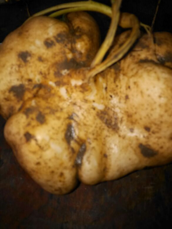 ������ڵĵع�