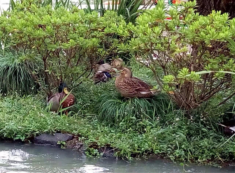 ����ɹͼ����