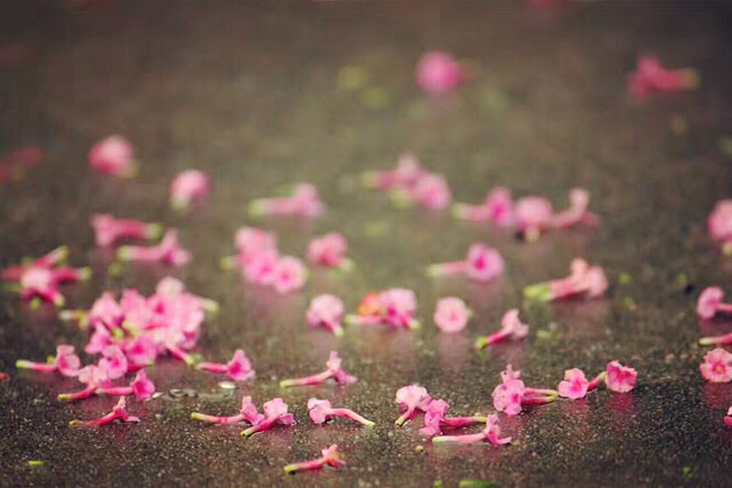 �����ݲ�