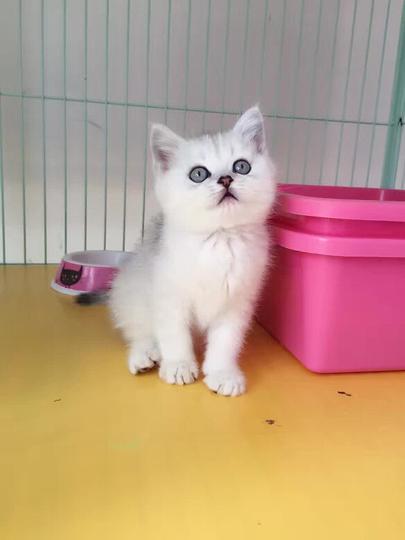 ����DD ������ ���۾�