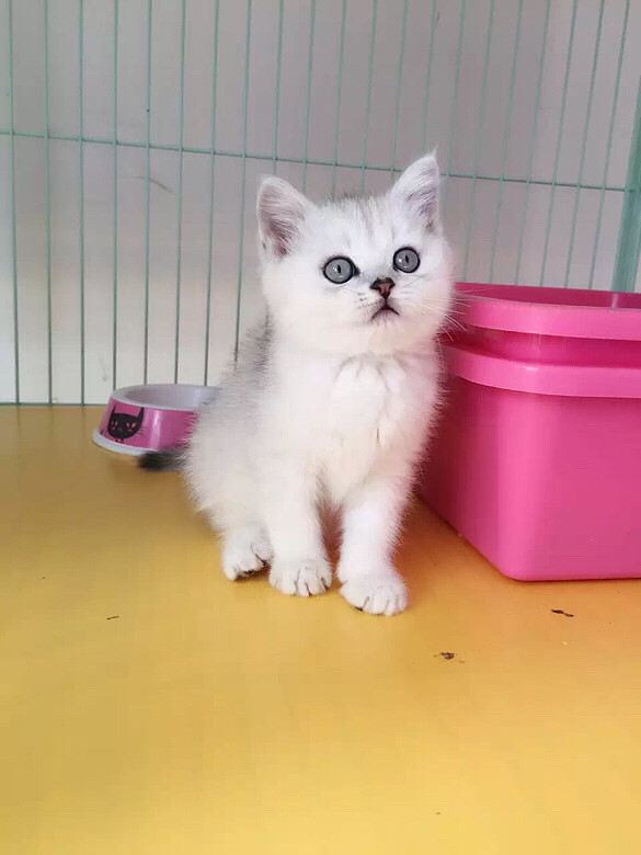 ����DD ������ ���۾�