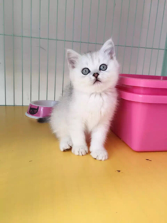 ����DD ������ ���۾�