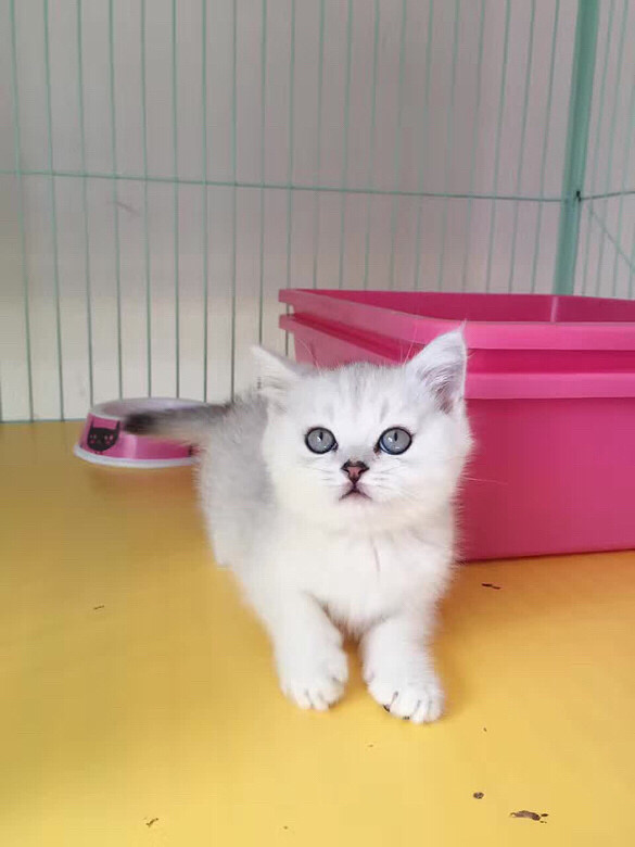 ����DD ������ ���۾�