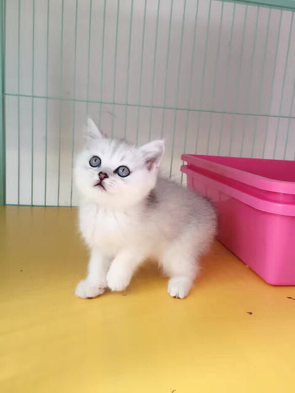 ����DD ������ ���۾�