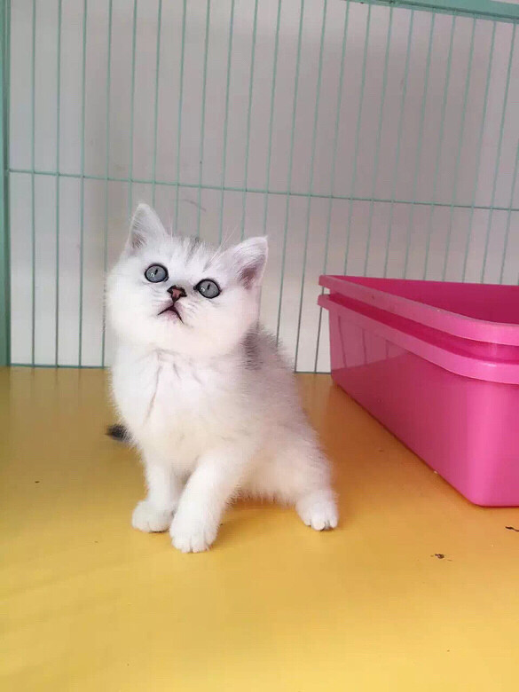 ����DD ������ ���۾�