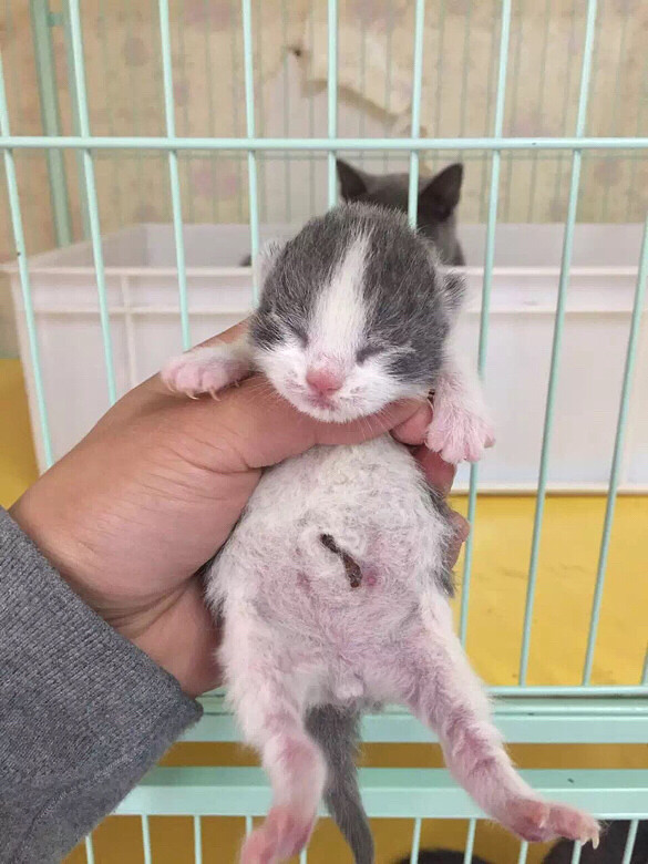 ��������С���ӣ�����Ʒ��ã��������ֱ���