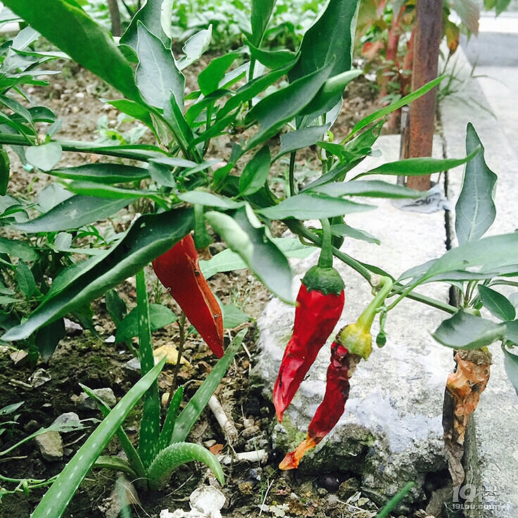 ��һ��������