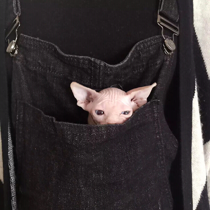 ���Ƕรװ�ڿڴ��������ȵĲ�Ҫ��Ҫ��