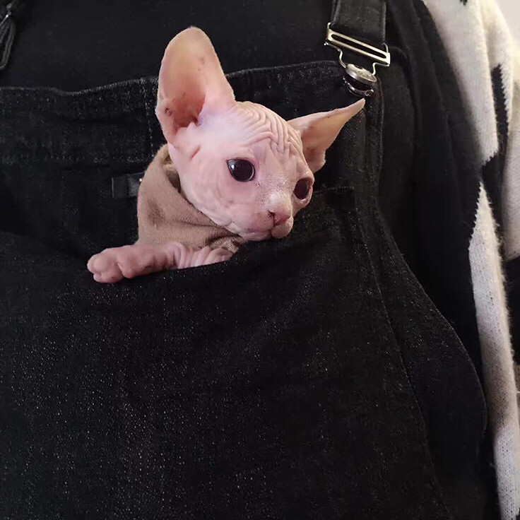 ���Ƕรװ�ڿڴ��������ȵĲ�Ҫ��Ҫ��