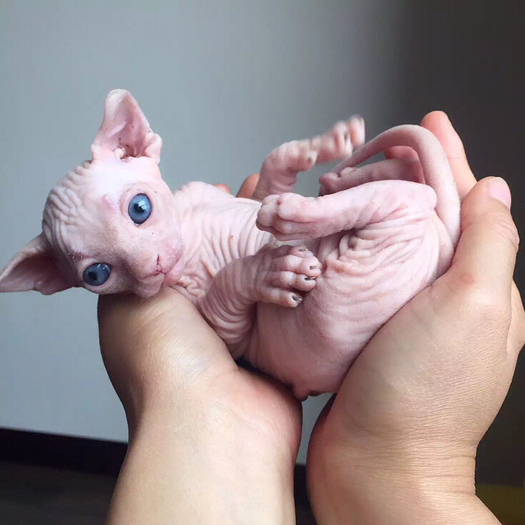 ��è����ô�����Ҽ���ë��������ֹһ����ô