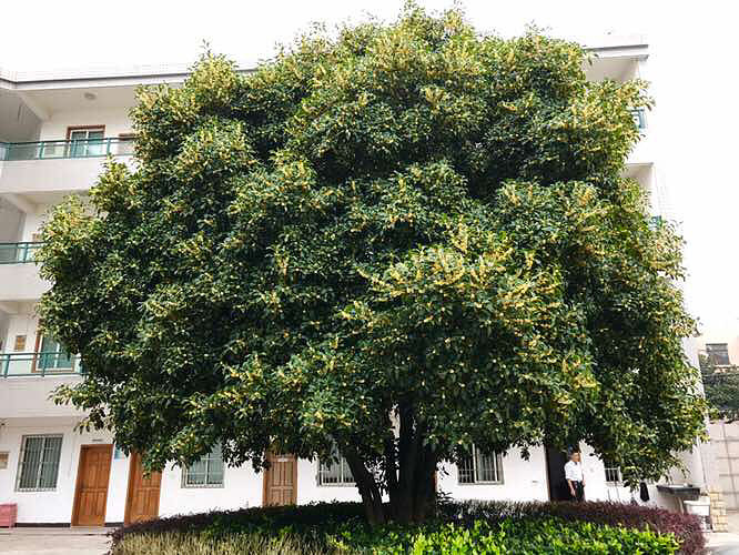 ���� ����