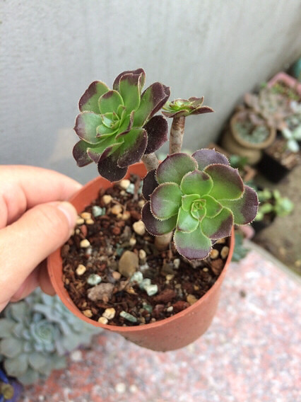 �������������⣬���ɡ�