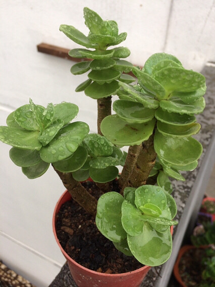 �������������⣬���ɡ�