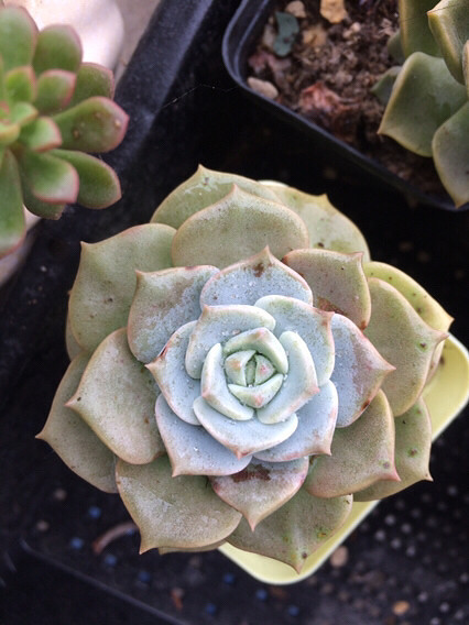 �������������⣬���ɡ�