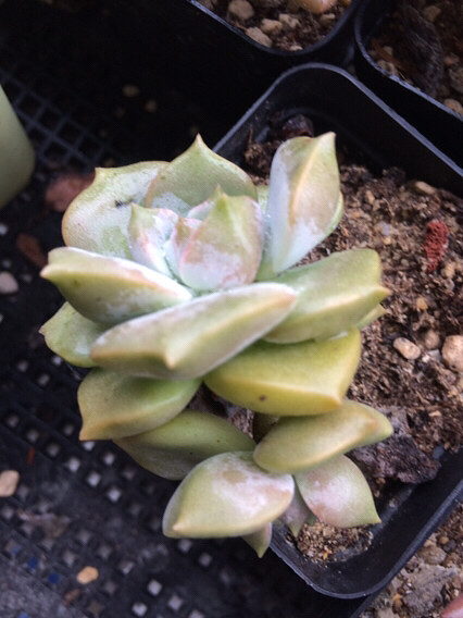 �������������⣬���ɡ�