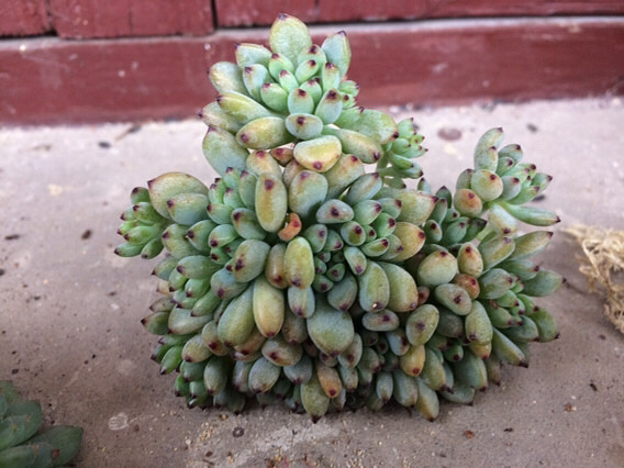 �������������⣬���ɡ�