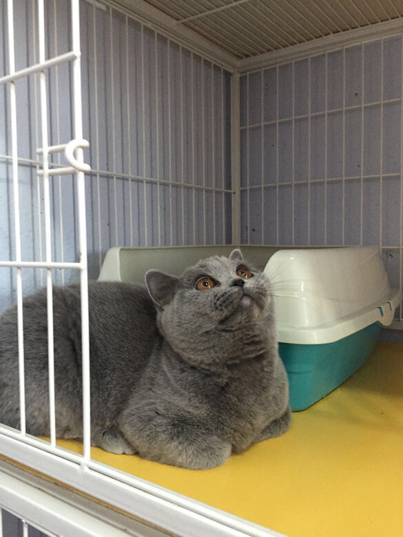 �����µ���ĸ���ų���������Ư�����뷱ֳ��