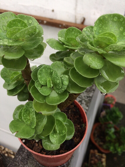 ������Ŷ