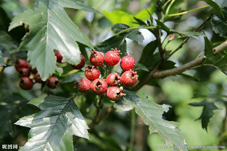 �ϱ���ɽ��Ұ��