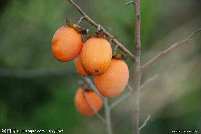 �ϱ���ɽ��Ұ��