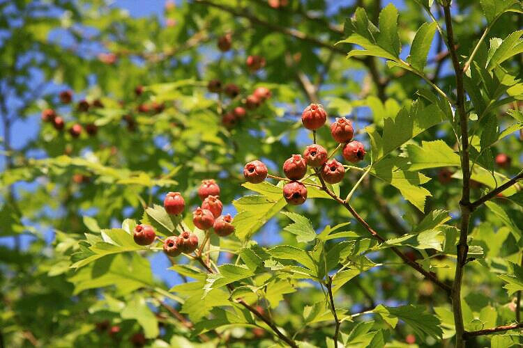 �ϱ���ɽ��Ұ��