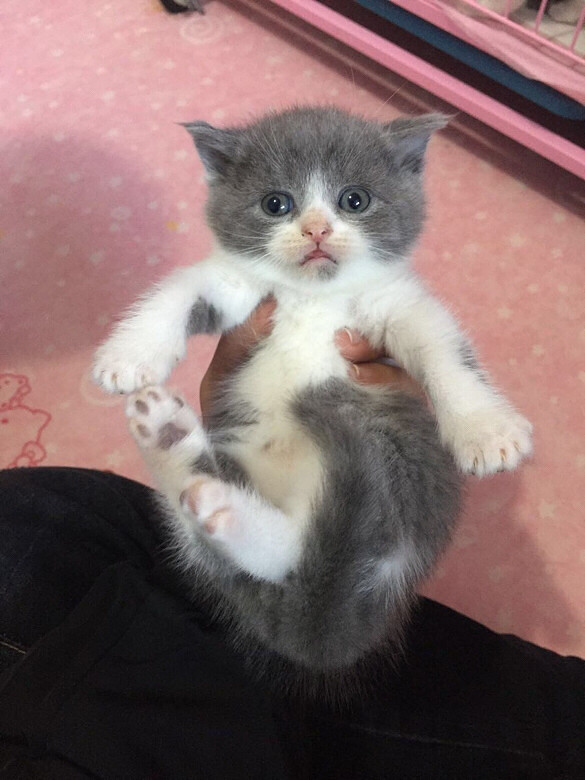 ���׵ܵܣ�С��ͷ���������ȥ�ˣ�С����