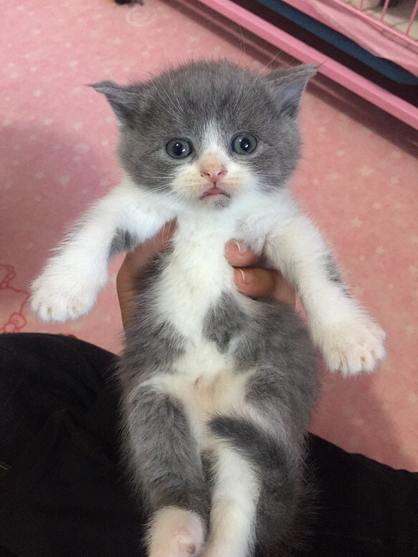 ���׵ܵܣ�С��ͷ���������ȥ�ˣ�С����