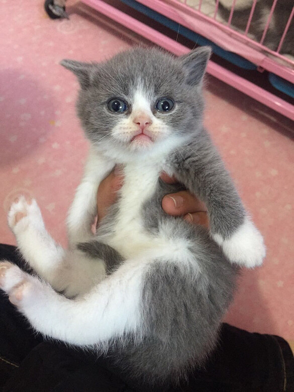 ���׵ܵܣ�С��ͷ���������ȥ�ˣ�С����