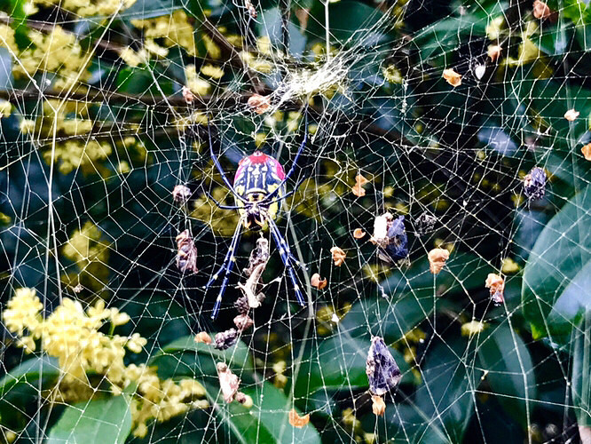 ����ֲ��԰