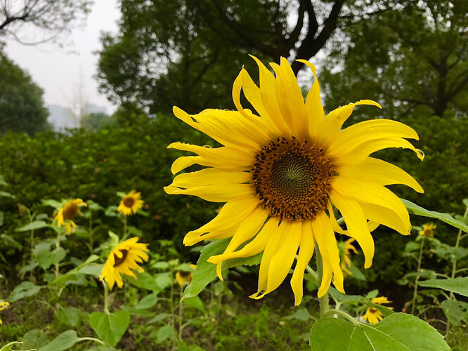 ����ֲ��԰�Ļ���