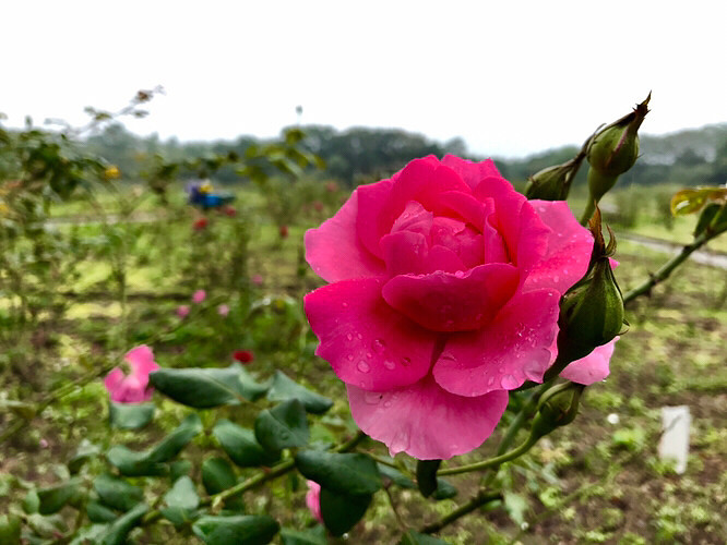 ����ֲ��԰�Ļ���