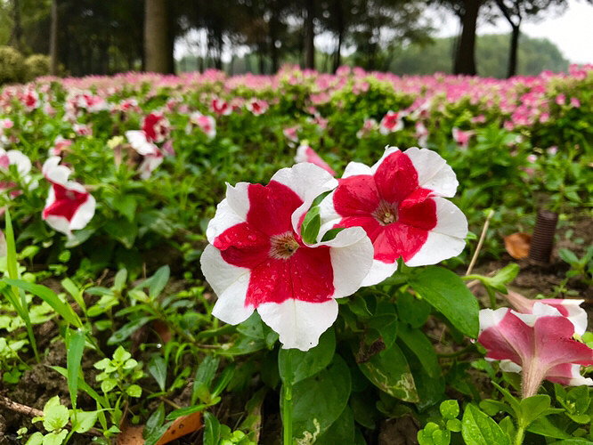 ����ֲ��԰�Ļ���