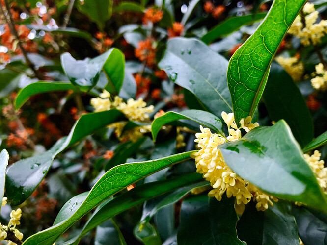 ����ֲ��԰�Ļ���