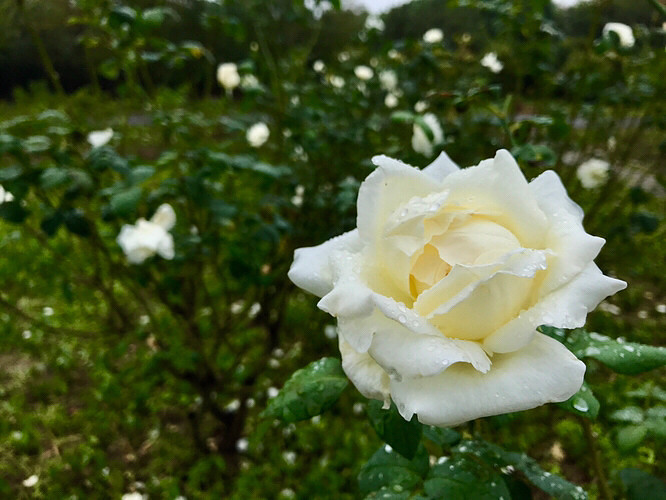 ����ֲ��԰�Ļ���