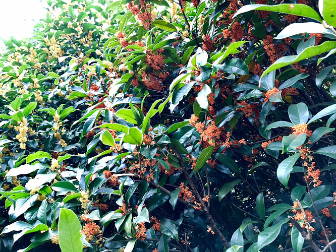 ����ֲ��԰�Ļ���