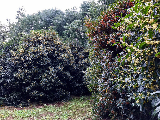 ����ֲ��԰������